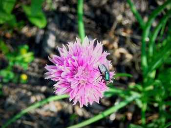 Close-up of pink flower