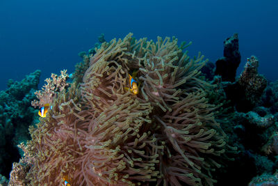 Close-up of coral in sea