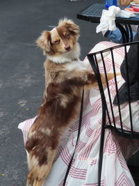 Close-up of dog looking away while sitting on floor