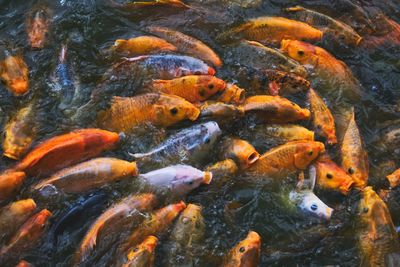 View of koi fish in sea