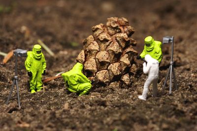 Figures investigating fallen pineapple