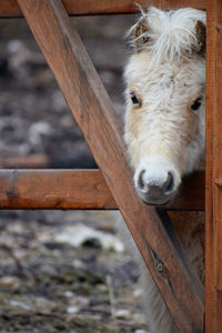 Close-up of a horse