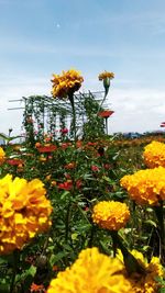 Close-up of yellow flowers against sky