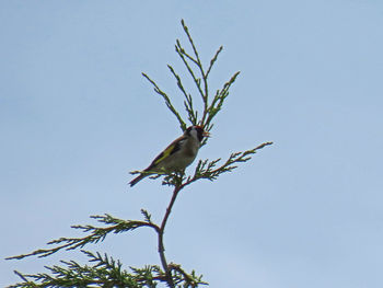 Low angle view of bird perching on tree against clear blue sky