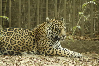 Side view of a relaxed leopard