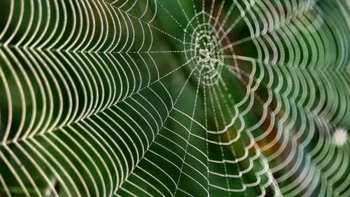 Full frame shot of spider web