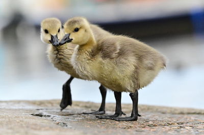 Close-up of a bird