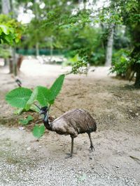 Bird on tree