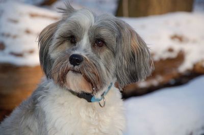 Close-up of dog