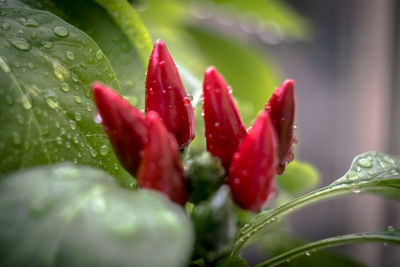 Close-up of water drops on red flower