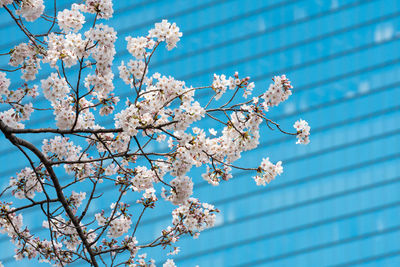 Low angle view of cherry blossom against blue sky