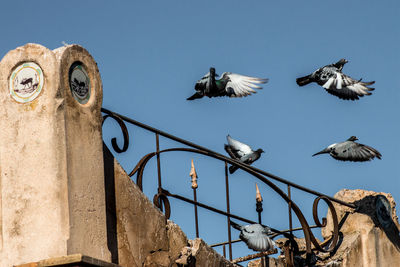 Low angle view of seagulls flying against clear blue sky