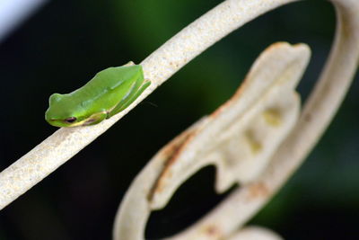 Close-up of caterpillar on leaf