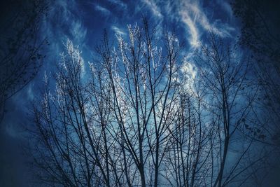 Low angle view of bare trees against blue sky