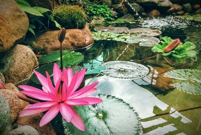 High angle view of water lily in lake