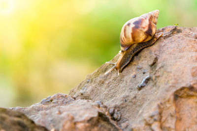 Close-up of snail on rock