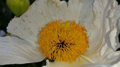 Close-up of yellow flower blooming outdoors