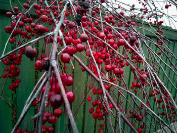 Close-up of red berries growing on tree