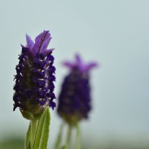 Close-up of thistle flower