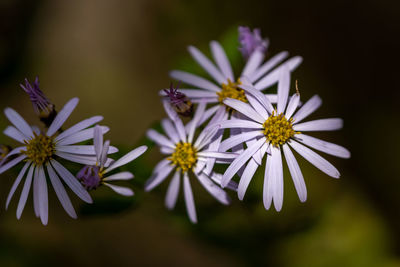 Close-up of white flowering plant against black background