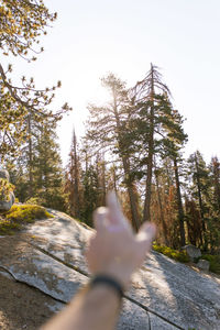Person amidst trees in forest against sky