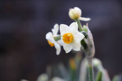 Close-up of white flowering plant