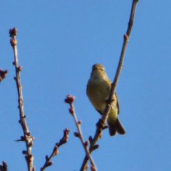 Low angle view of birds perching on tree