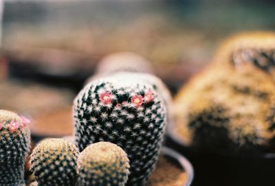 Close-up of cactus