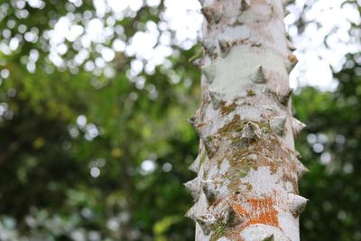 Close-up of tree trunk