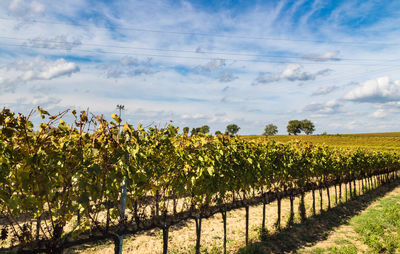 Scenic view of vineyard against sky