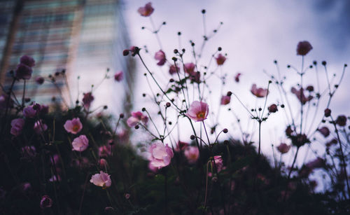 Close-up of pink flowers