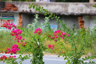 Close-up of pink flowers blooming in house