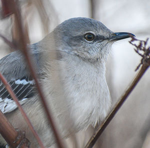 Close-up of bird perching on railing