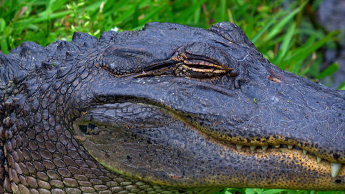 Close-up of crocodile