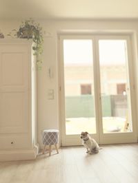 Cat on window at home