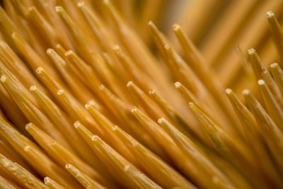 Close-up of toothpicks
