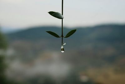 Close-up of wet plant against sky