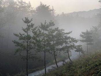 Trees in forest during foggy weather
