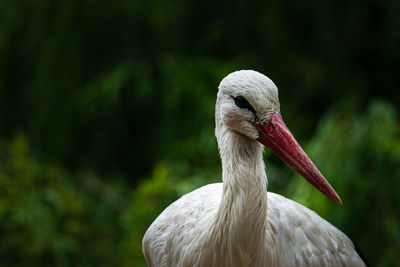 Close-up of bird