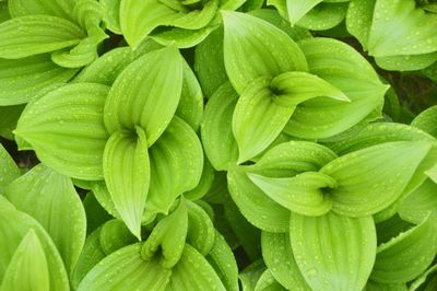 Full frame shot of fresh green leaves