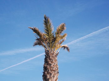 Low angle view of coconut palm tree against blue sky