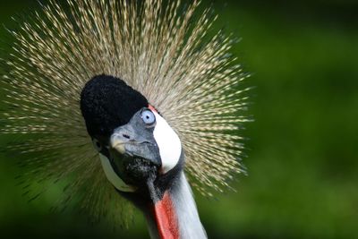 Close-up portrait of bird