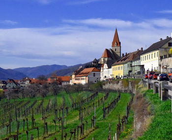 Panoramic view of vineyard and houses against sky