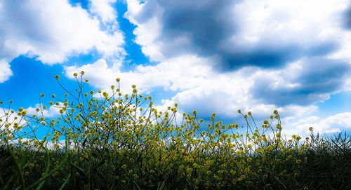 Plants growing on field against sky