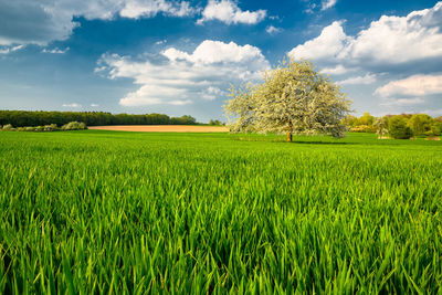 Scenic view of farm against sky