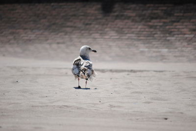 Seagull on sand