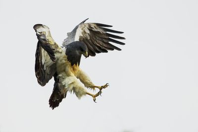 Low angle view of eagle flying against white background