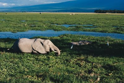Side view of elephants on field