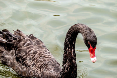 Swan swimming in lake