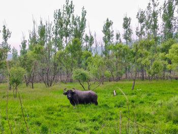 Sheep in a field